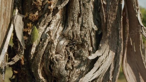 Macro Shot of Small Green Cuban Cockroach Crawling on Trunk Of Grape Tree photo