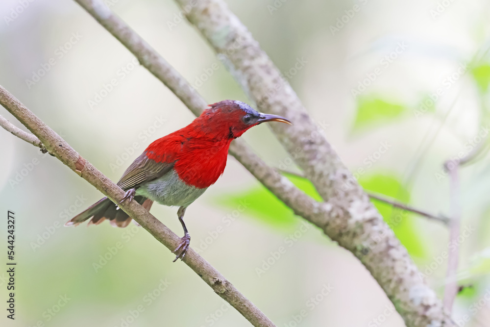 The Crimson Sunbird on a branch in nature The Crimson Sunbird on a branch in nature
