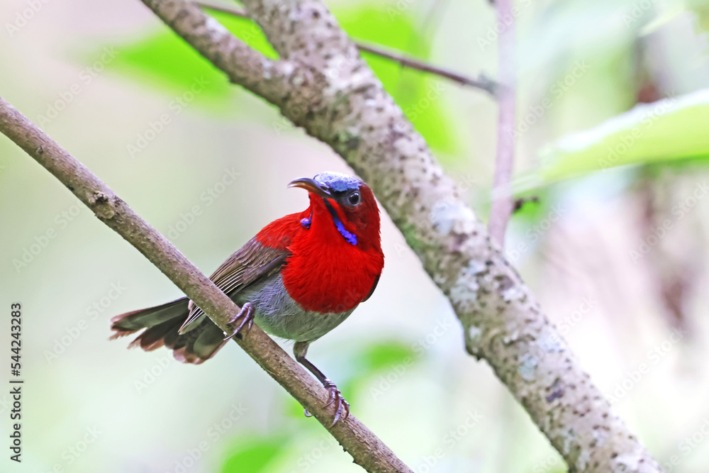 The Crimson Sunbird on a branch in nature The Crimson Sunbird on a branch in nature