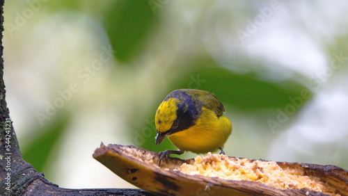 Thick-billed Euphonia (Euphonia laniirostris) eating a banana in Mindo, Ecuador photo