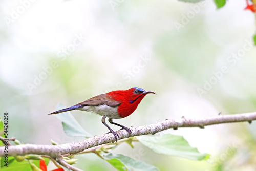 The Crimson Sunbird on a branch in nature photo