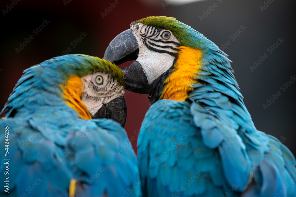 Closeup photo of macaw parrots couple cleaning each others feathers in the zoo.