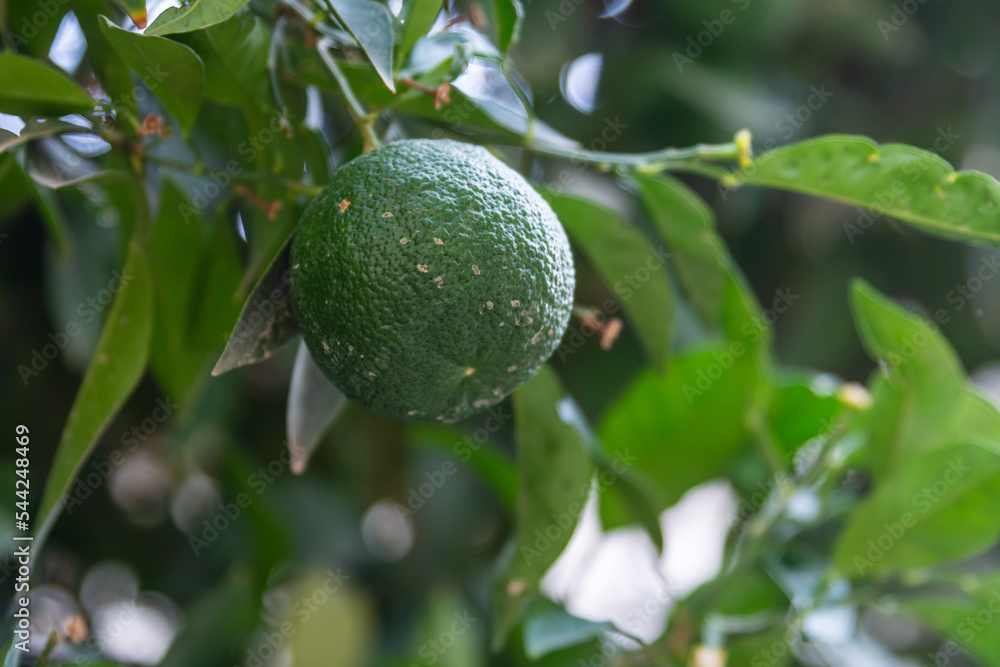 Oranges hanging on a tree, soon to be harvested Oranges hanging on a tree, soon to be harvested