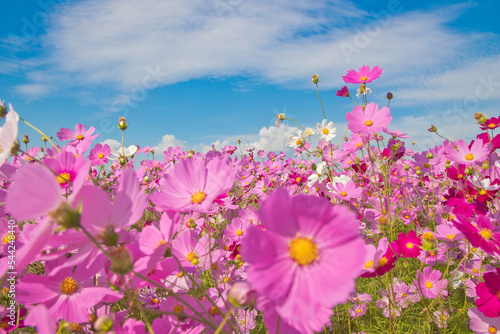 秋桜