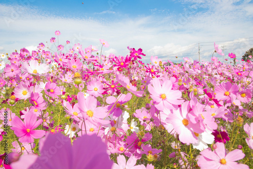 秋桜