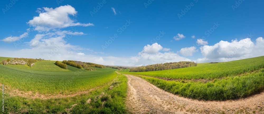 panorama of a green summer field and a country road