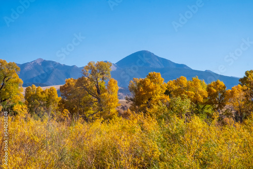 Yellow leaves in the Gallatin-Custer National Forest near Livingston, Montana photo