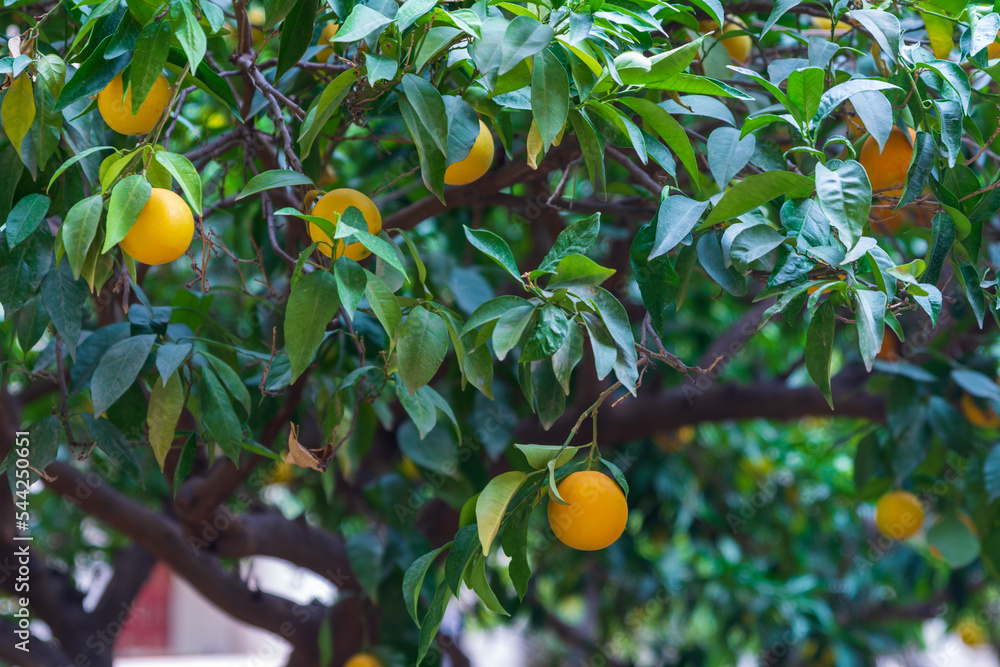 Oranges hanging on a tree, soon to be harvested