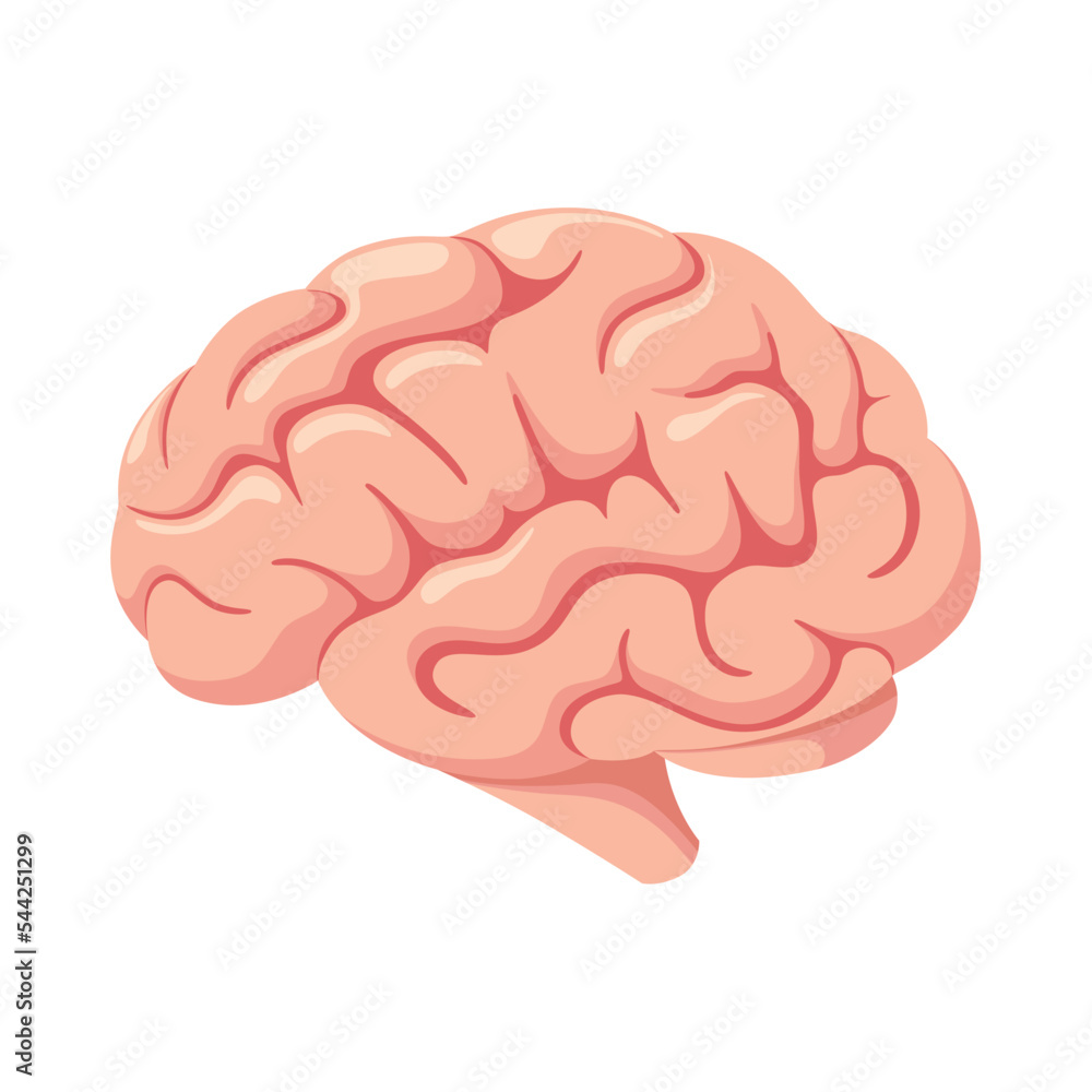 The human brain on a white background. Cartoon design.
The human brain on a white background. Cartoon design.