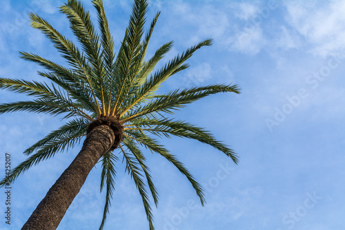 Low angle view of a palm tree with copy space
