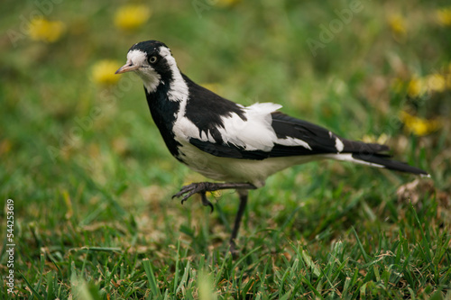 Magpie bird