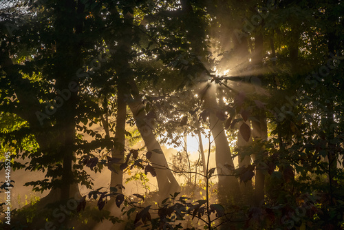 Sunset in the forest, Fern Cliff Nature Preserve, near Greencastle, Indiana photo