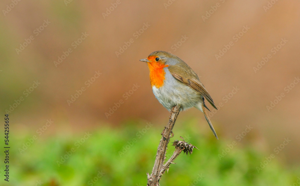 European Robin (Erithacus rubecula) goes down in the winter to the southern parts of Asia and Europe. In the summer get back to the north again European Robin (Erithacus rubecula) goes down in the winter to the southern parts of Asia and Europe. In the summer get back to the north again