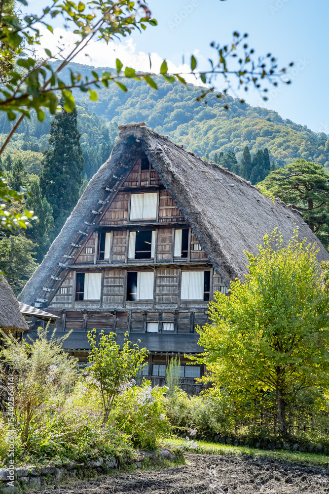 Fototapeta premium Japanese Shirakawago village during October in autumn fall foliage season. Shirakawa traditional house on triangle roof with a background of rice field, pine mountain and clear cloud sky after.