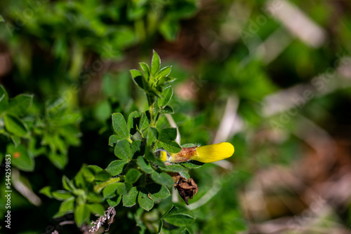 Cytisus hirsutus flower growing in forest  close up