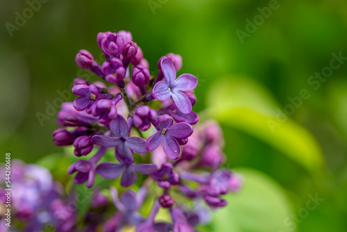 Syringa vulgaris flower growing in meadow, macro 