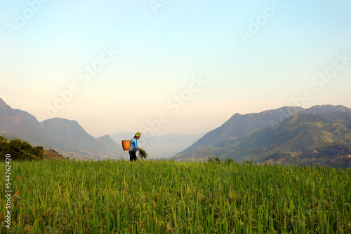 SAPA, Vietnam: Black Hmong women walking in rice terraces in Mu Cang Chai area sunset time