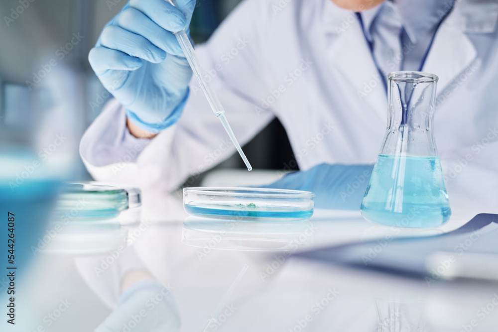 Fototapeta premium Close-up of clinician in gloves and labcoat dropping liquid substance in petri dish with bacteria or new virus during clinical experiment