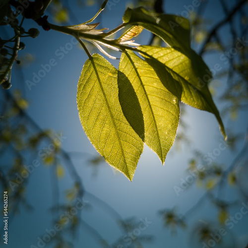 green leaves against blue sky