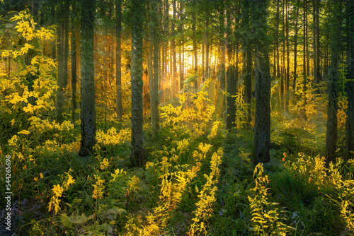 Magical sunset in the forest.