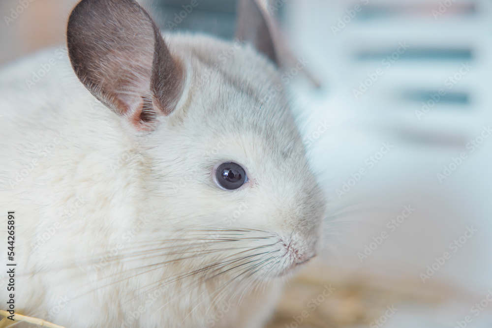 Obraz premium Chinchilla cute pet fur white hair fluffy and black eyes. Close-up animal rodent adorable tame ear grey looking at camera. Feline mammals are fluffy and playful.