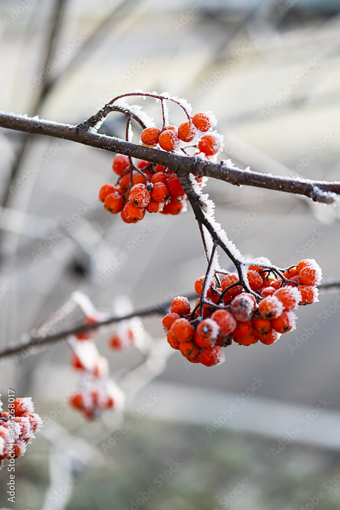 First frost, winter coming concept. Rowan branch covered hoarfrost, close up. First frost, winter coming concept. Rowan branch covered hoarfrost, close up.