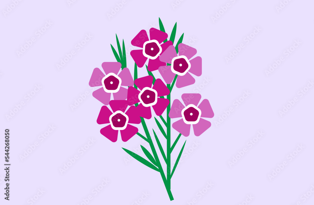 Geraldton wax flower in lilac background.