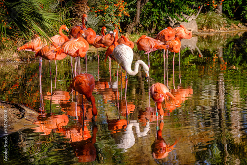 Detail of a flamingo drinking in a pond in a zoo, genus of neognathous birds of the Phoenicopteridae family. photo