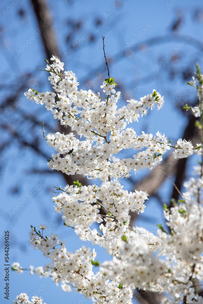 white flowers fruit trees closeup spring nature white flowers fruit trees closeup spring nature