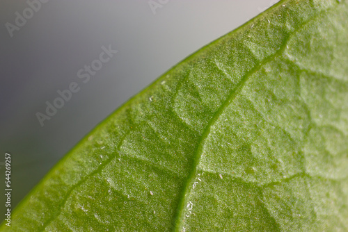 muscle and texture of leaf have many small insect aphids, jasmine leaf.
