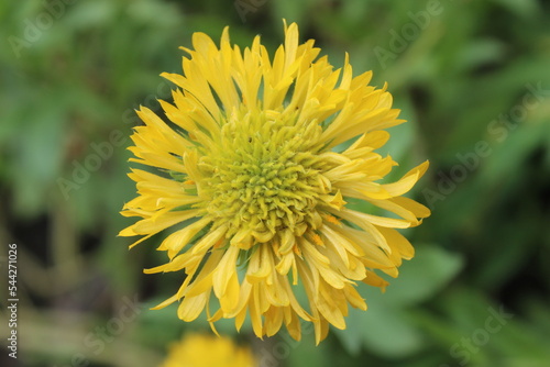 yellow dandelion flower in spring