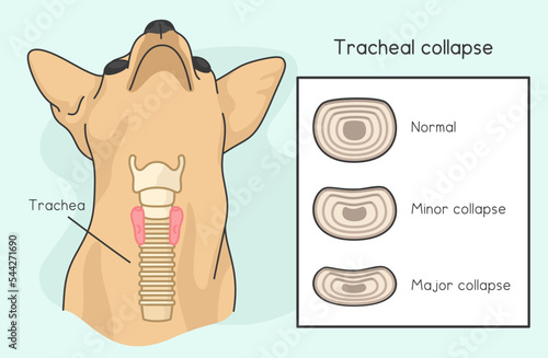 Tracheal Collapse in Dogs kawaii doodle flat cartoon vector illustration