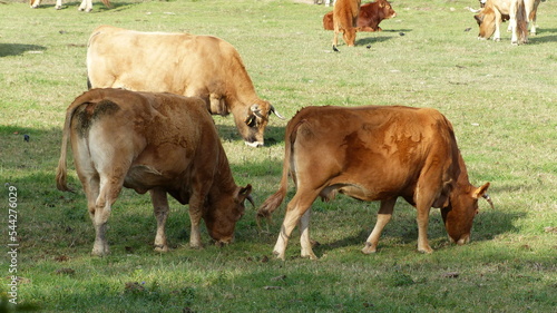 фотографія vaches au naturel