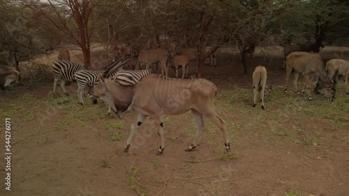 A giant eland with some zebras and another elands grazing under the trees photo