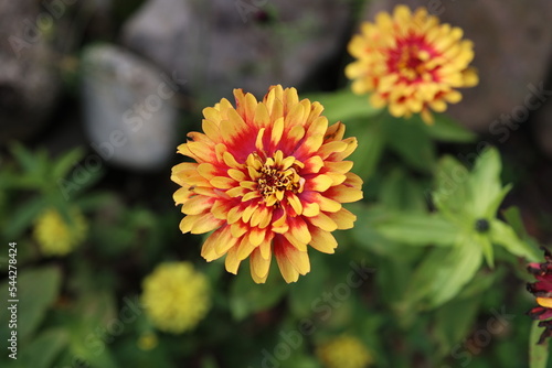 Isolated natural zinnia flower on green background