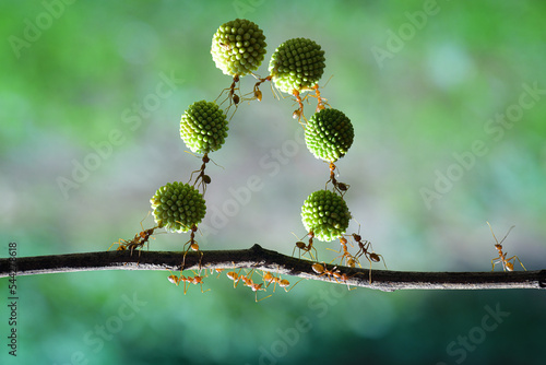 Several weaver ants together arrange the Leucaena glauca fruit into chains to be carried to their nest
