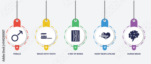 infographic element template with in the hospital filled icons such as female, brush with tooth paste, x ray of bones, heart beats lifeline in a heart, human brain vector.