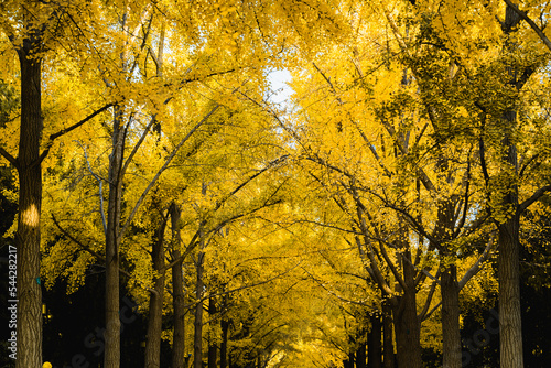 Beijing Ditan Park color autumn landscapes photo