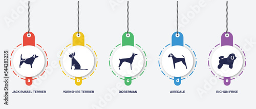 infographic element template with dog breeds fullbody filled icons such as jack russel terrier, yorkshire terrier, doberman, airedale, bichon frise vector.