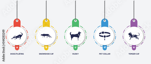 infographic element template with cat breed bodies filled icons such as dogs playing, snowshoe cat, husky, pet collar, toyger cat vector.