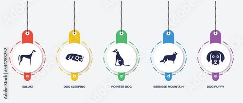 infographic element template with pet lovers filled icons such as saluki, dog sleeping, pointer dog, bernese mountain, dog puppy vector.