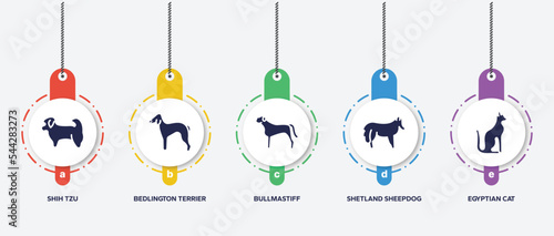 infographic element template with cat breed bodies filled icons such as shih tzu, bedlington terrier, bullmastiff, shetland sheepdog, egyptian cat vector.
