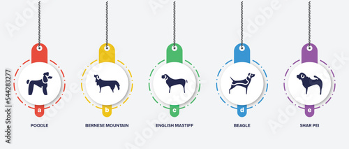 infographic element template with dog breeds fullbody filled icons such as poodle, bernese mountain dog, english mastiff, beagle, shar pei vector.