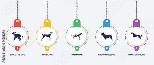 infographic element template with dog breeds fullbody filled icons such as scold the dog, kurzhaar, dalmatian, french bulldog, pharaoh hound vector.