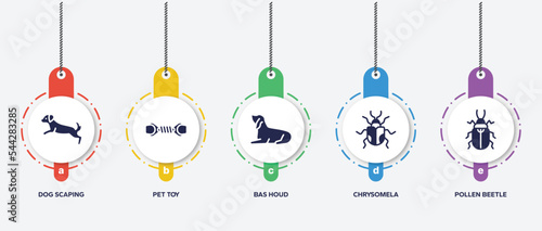 infographic element template with insects filled icons such as dog scaping, pet toy, bas houd, chrysomela, pollen beetle vector.