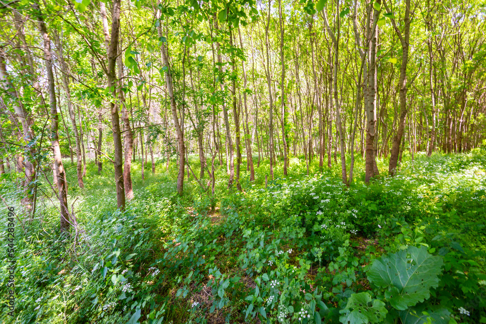 Vivid green scenery in the forest in May, with white spring flowers and trail Vivid green scenery in the forest in May, with white spring flowers and trail