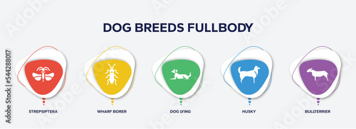 infographic element template with dog breeds fullbody filled icons such as strepsiptera, wharf borer, dog lying, husky, bullterrier vector. photo