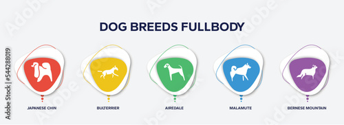 infographic element template with dog breeds fullbody filled icons such as japanese chin, bulterrier, airedale, malamute, bernese mountain vector.