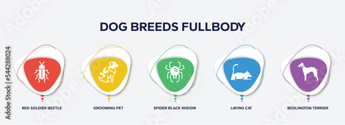 infographic element template with dog breeds fullbody filled icons such as red soldier beetle, grooming pet, spider black widow, laying cat, bedlington terrier vector. photo