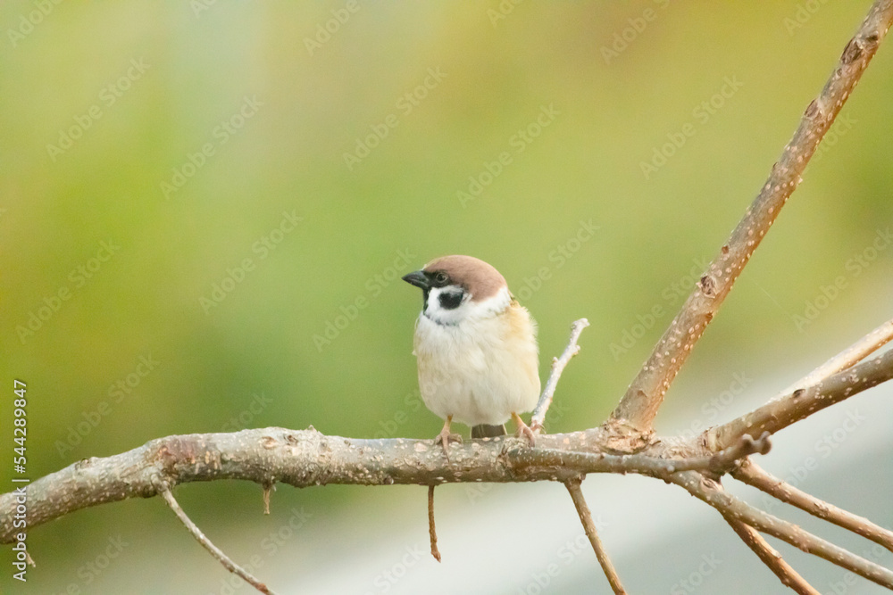 Fototapeta premium 柿の木で辺りの様子を伺うスズメ